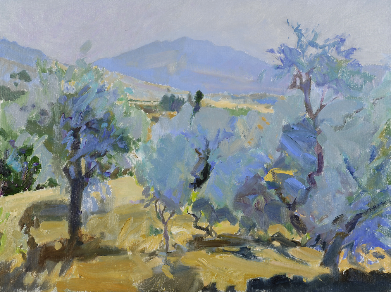 Olive Trees, Portugal